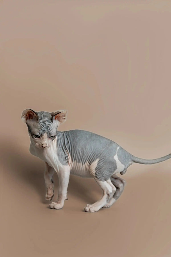 Sphynx kitten with wrinkled skin and big ears standing on a flat surface