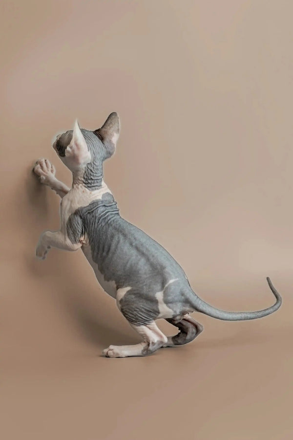 Sphynx kitten playfully standing on hind legs with paws up against a wall