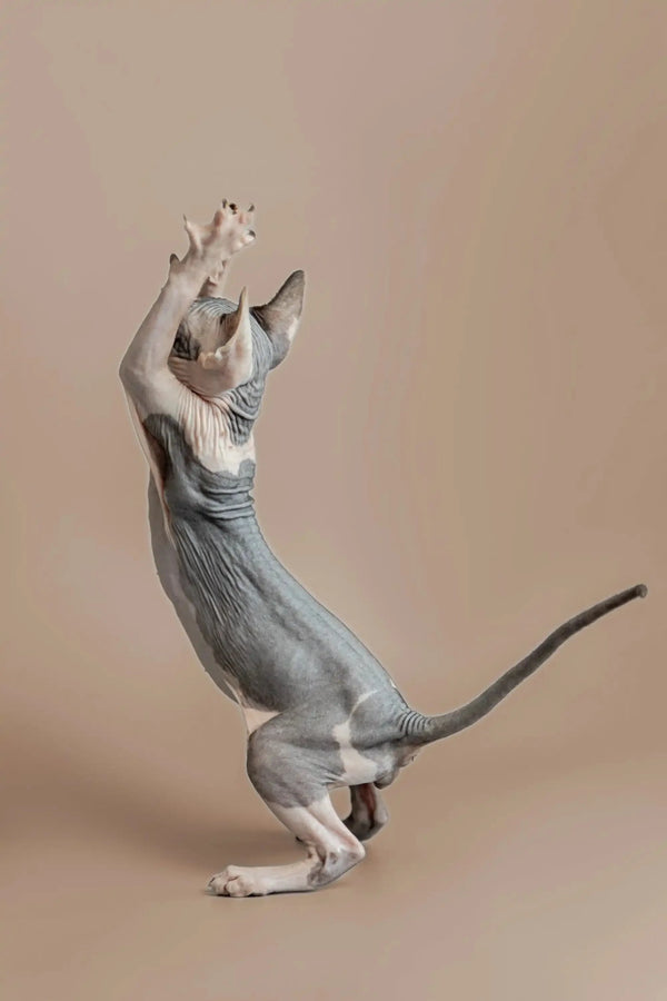 Sphynx kitten standing tall with paws up, showcasing its playful personality