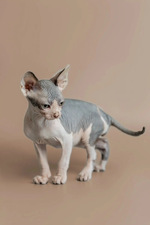 Adorable Sphynx kitten with wrinkled gray skin and big ears in Feast | Sphynx Kitten