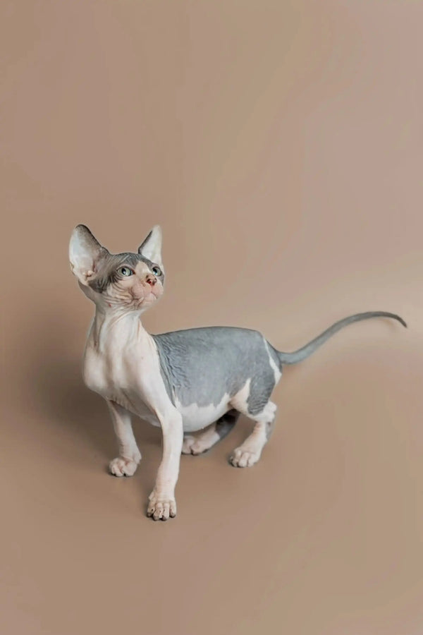 Sphynx kitten with big ears and blue-gray skin on a sleek surface for Feast