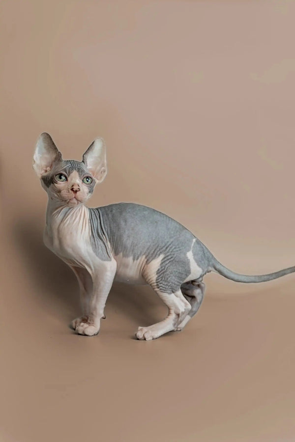 Cute Sphynx kitten with big ears and wrinkled skin in the Feast Sphynx Kitten product