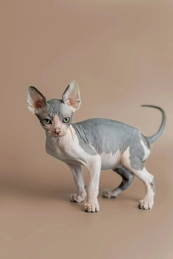 Adorable Hairless Sphynx kitten showcasing its cute large ears and wrinkled skin