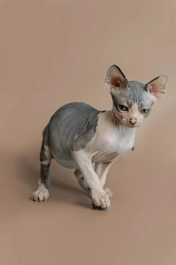 Adorable Sphynx kitten with wrinkled gray skin and big ears from Feast Sphynx Kitten
