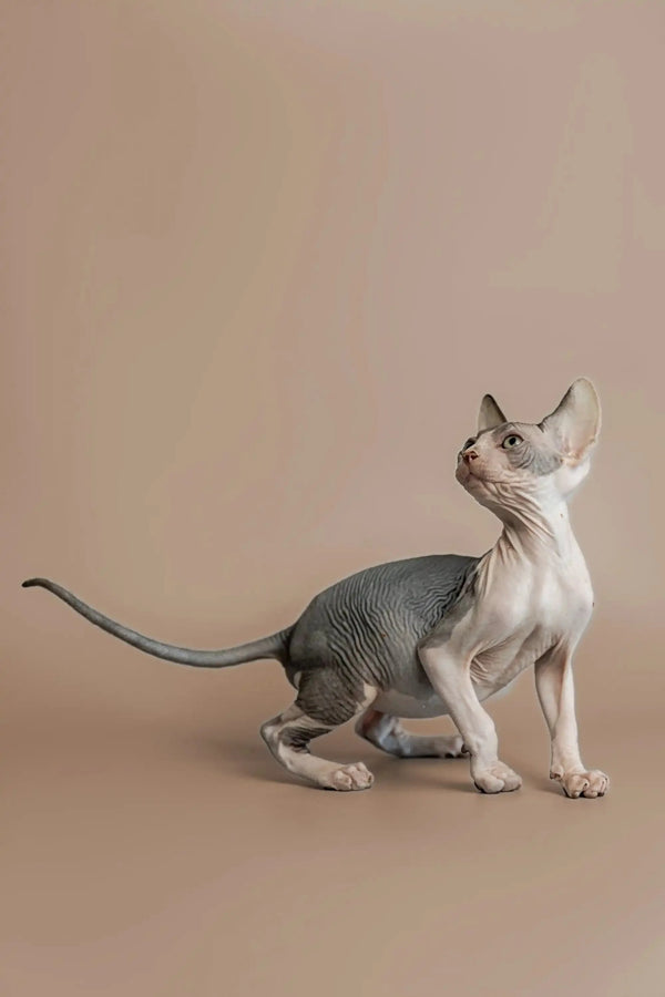 Sphynx kitten with wrinkled gray skin in a cute seated pose for Feast