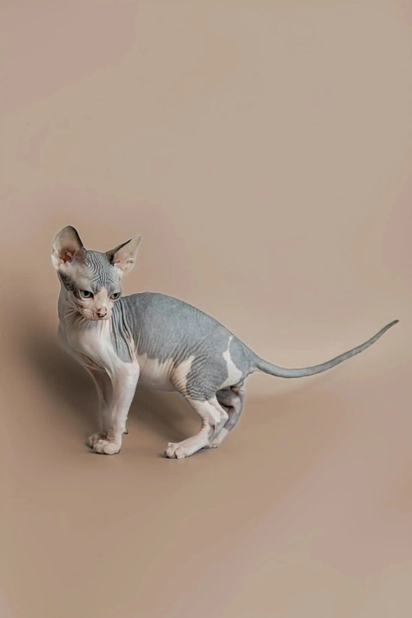 Sphynx kitten with big ears and a long tail looking alert in Feast product display