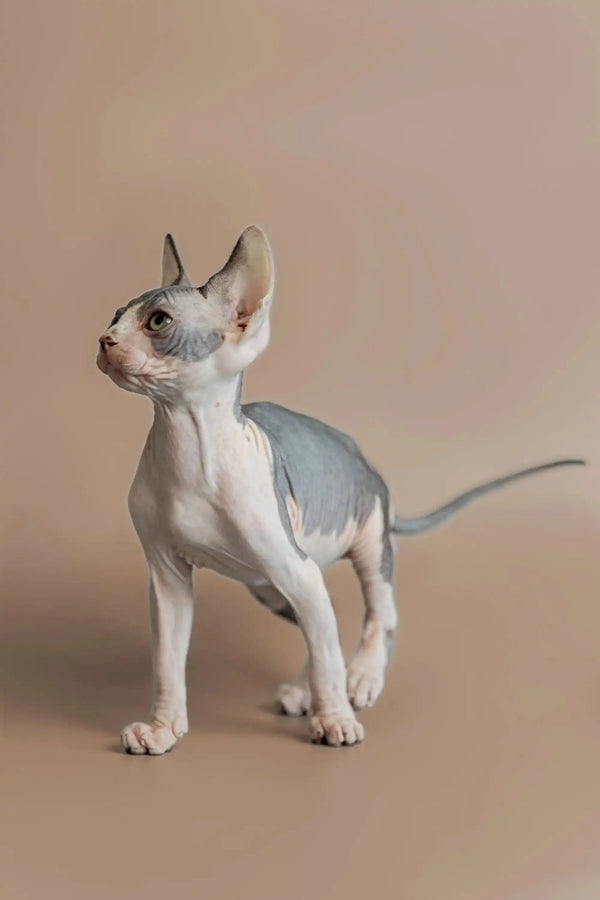 Sphynx kitten standing alert, showcasing its unique hairless look in Feast product