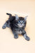 Fluffy gray and black Maine Coon kitten with bright blue eyes named Feby