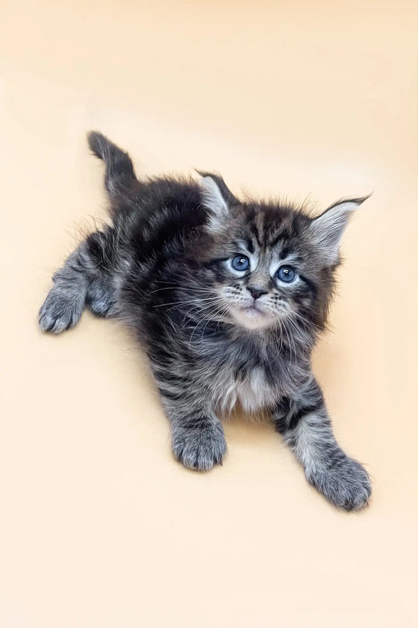 Gray and black Maine Coon kitten with blue eyes relaxing in Feby product display