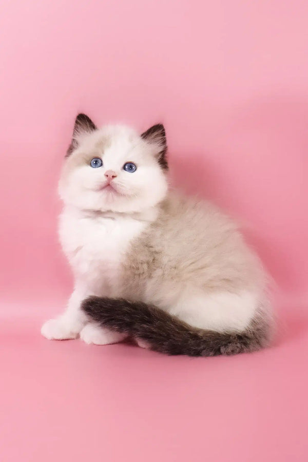 Fedechka | ragdoll kitten