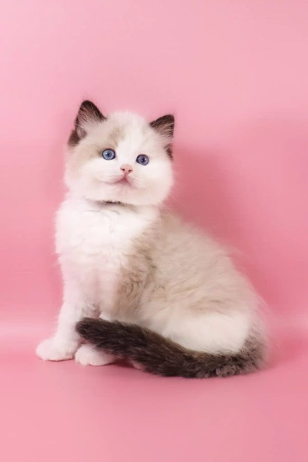 Fedechka | ragdoll kitten