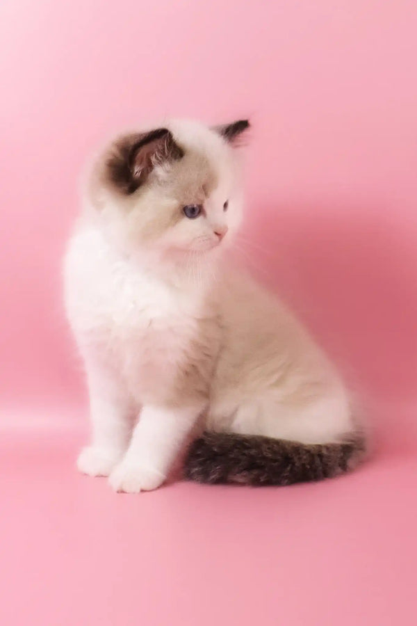 Fedechka | ragdoll kitten