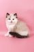 Fedechka | ragdoll kitten