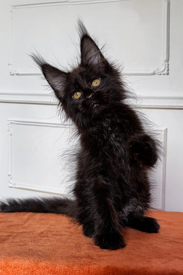 Fluffy black Maine Coon kitten with bright eyes and tufted ears, super adorable!