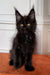 Black Maine Coon kitten with fluffy fur and bright yellow eyes, perfect for Coon lovers