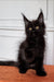 Fluffy black Maine Coon kitten with bright yellow eyes, perfect for your home