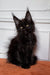 Black Maine Coon kitten with bright green eyes and tufted ears for Fedir product