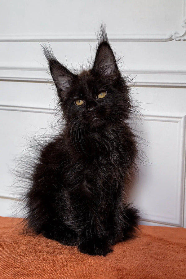 Black Maine Coon kitten with bright green eyes and tufted ears for Fedir product