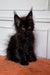 Adorable Black Maine Coon Kitten with fluffy fur and unique ear tufts, perfect for cuddles