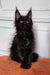 Black Maine Coon kitten with ear tufts and bright eyes perfect for the Fedir product