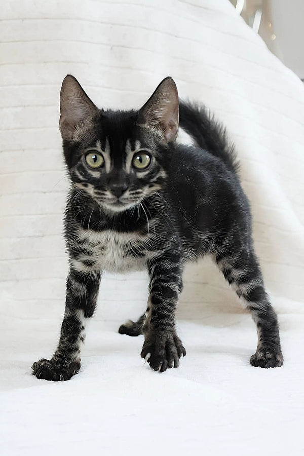 Cute black and gray tabby kitten named Fedor looking playful in Bengal Kitten product