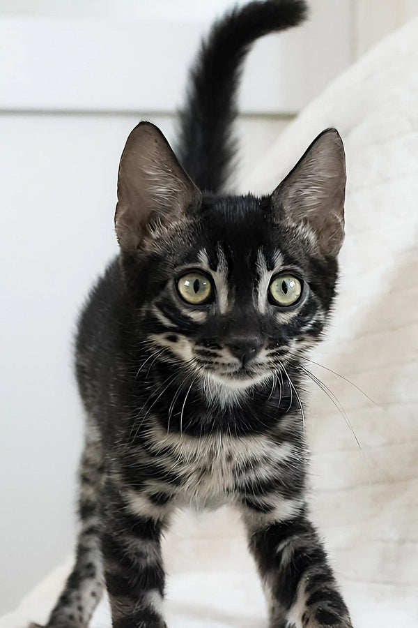 Charcoal Bengal Bengal Gray Cat Charcoal Bengal Bengal Cat White