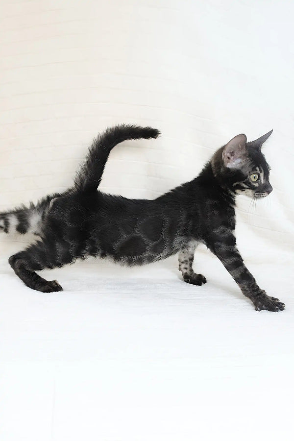 Black spotted Bengal kitten named Fedor looking adorable and playful