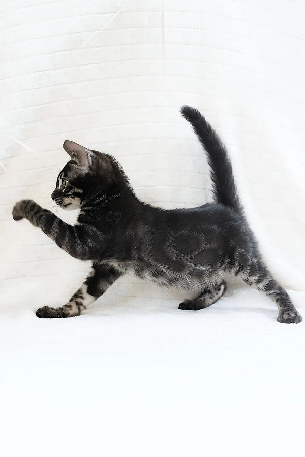 Playful dark tabby kitten showcasing the charm of Fedor, a Bengal Kitten