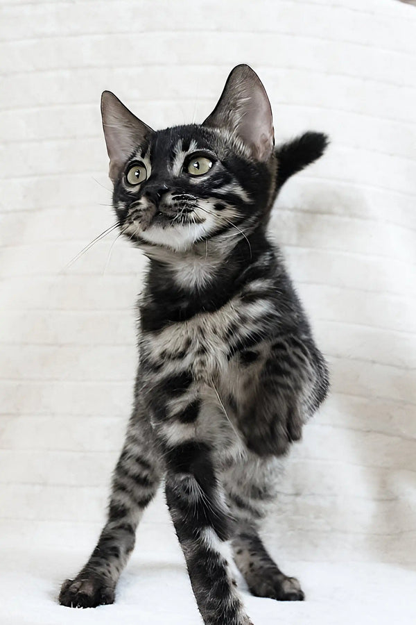 Silver Bengal kitten named Fedor standing confidently, showcasing its playful nature