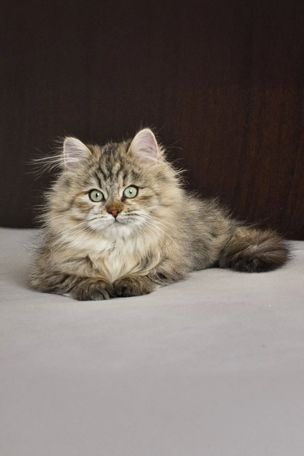 Fluffy brown tabby cat from Fedora Siberian Kitten collection, super cute and cuddly