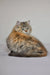 Fluffy calico cat looking back in Fedora Siberian Kitten product image