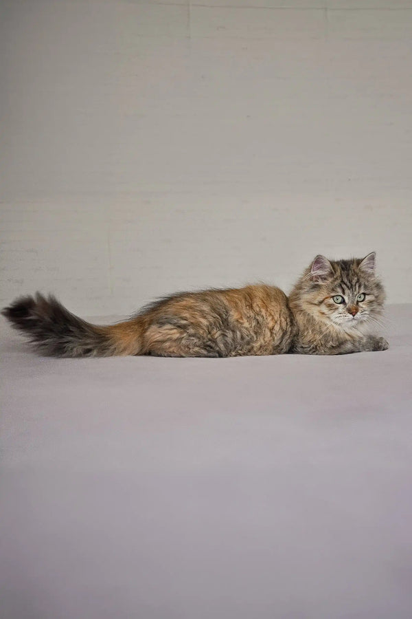 Fluffy multicolored tabby cat featured in Fedora Siberian Kitten product