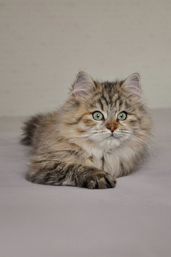 Fluffy tabby kitten in Fedora | Siberian Kitten collection looking adorable