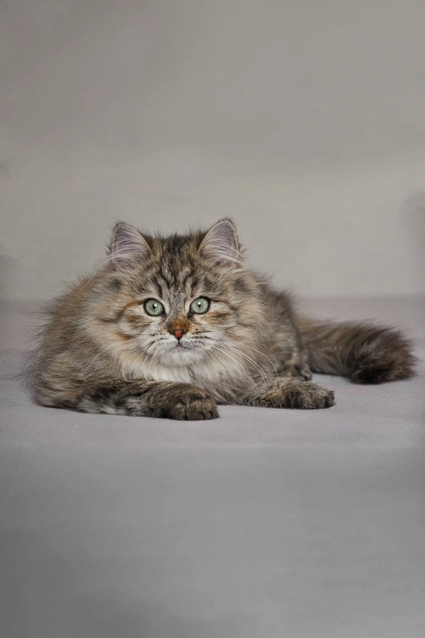 Fluffy tabby cat wearing Fedora from Siberian Kitten collection, looking adorable