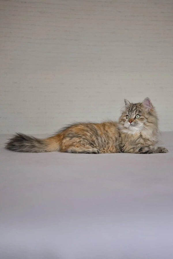 Long-haired tabby cat wearing Fedora, showcasing Siberian Kitten charm and cuteness