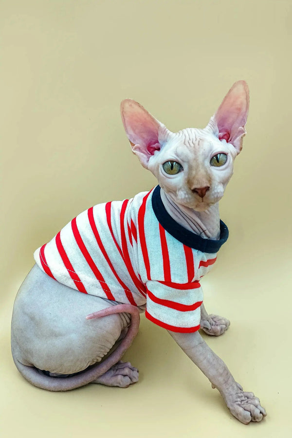 Hairless male Sphynx kitten Fedya in a cute red and white striped shirt