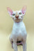 Cute Hairless Sphynx kitten named Fedya with big ears and striking blue eyes