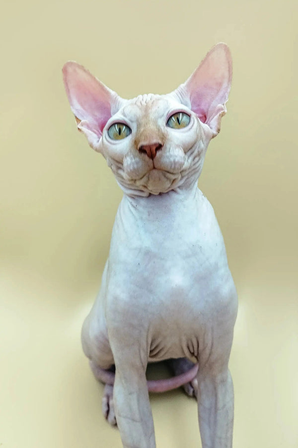 Cute Hairless Sphynx kitten named Fedya with big ears and striking blue eyes