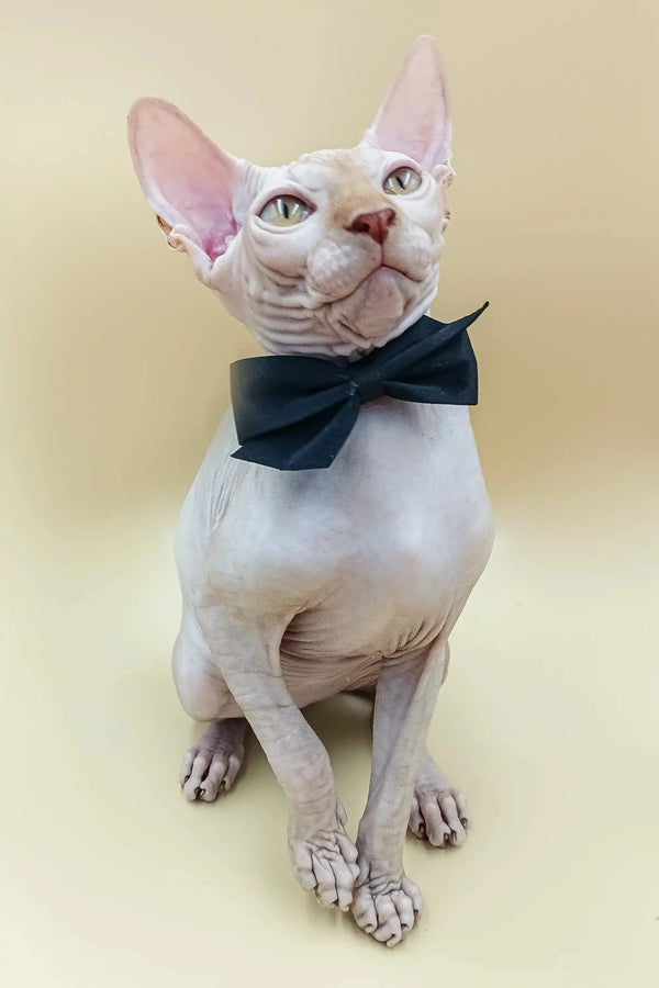 Hairless male Sphynx kitten Fedya rocking a stylish black bow tie