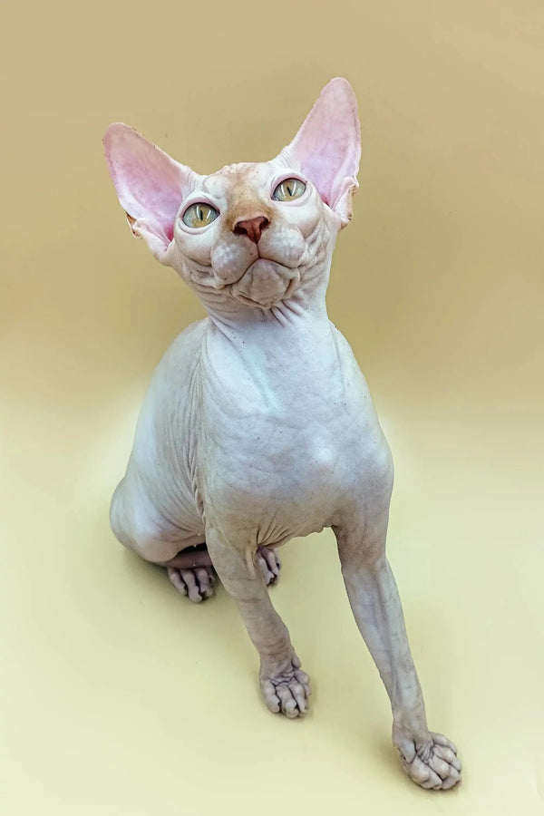Cute male Sphynx kitten Fedya with big ears and striking green eyes sitting upright