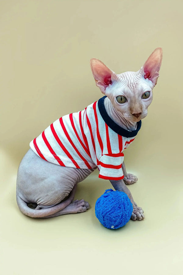Cute male Sphynx kitten Fedya in a striped shirt next to a blue yarn ball