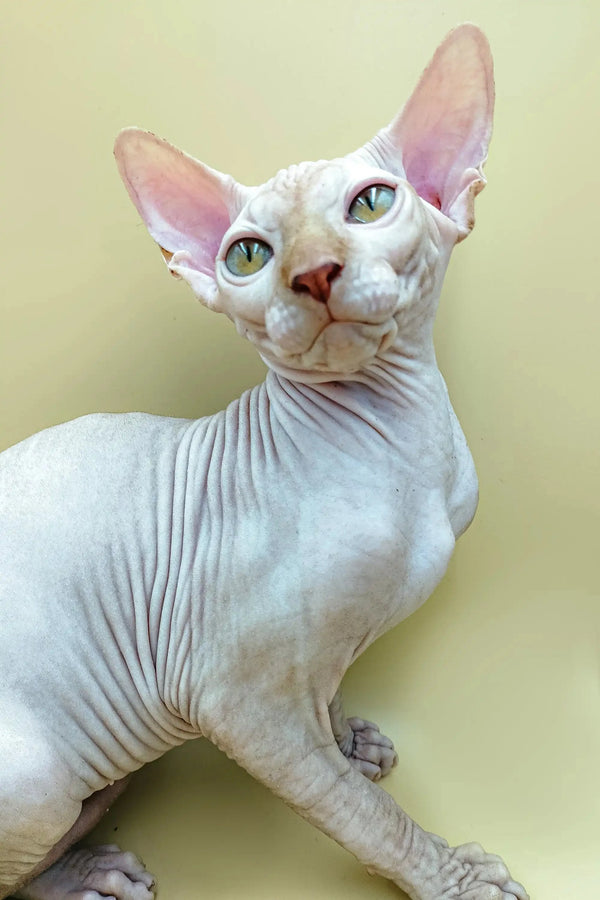 Adorable male Sphynx kitten Fedya with big ears and striking green eyes