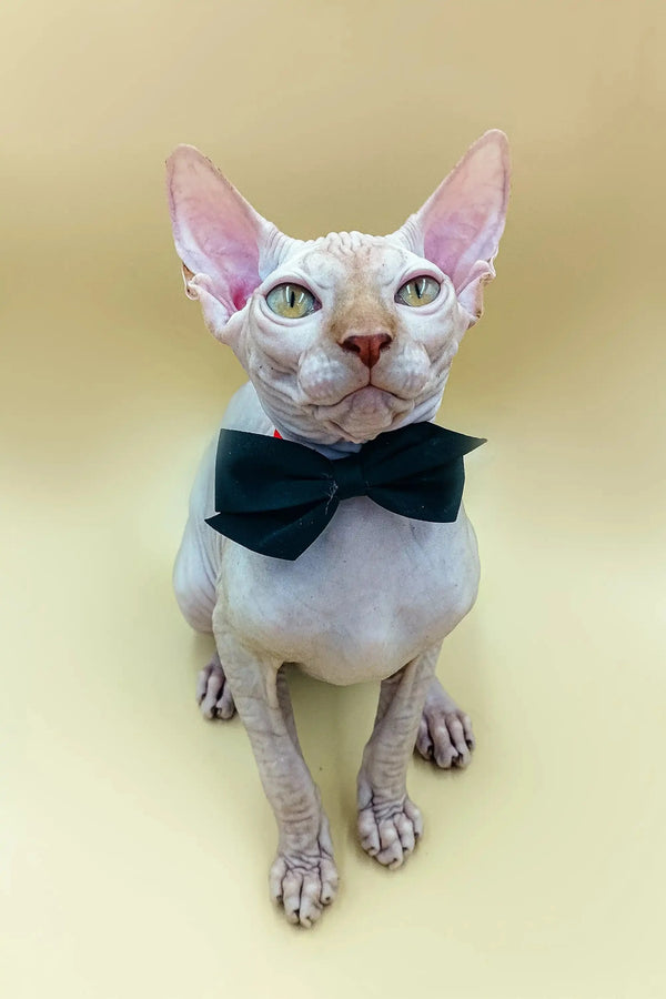 Sphynx kitten named Fedya in a stylish black bow tie looking dapper