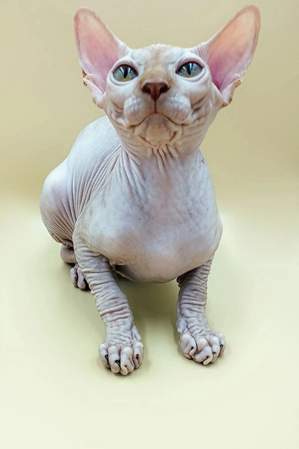 Adorable Hairless Sphynx kitten named Fedya with striking blue eyes and wrinkled skin