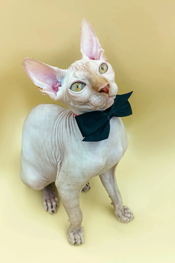 Adorable Male Sphynx Kitten Fedya wearing a stylish black bow tie