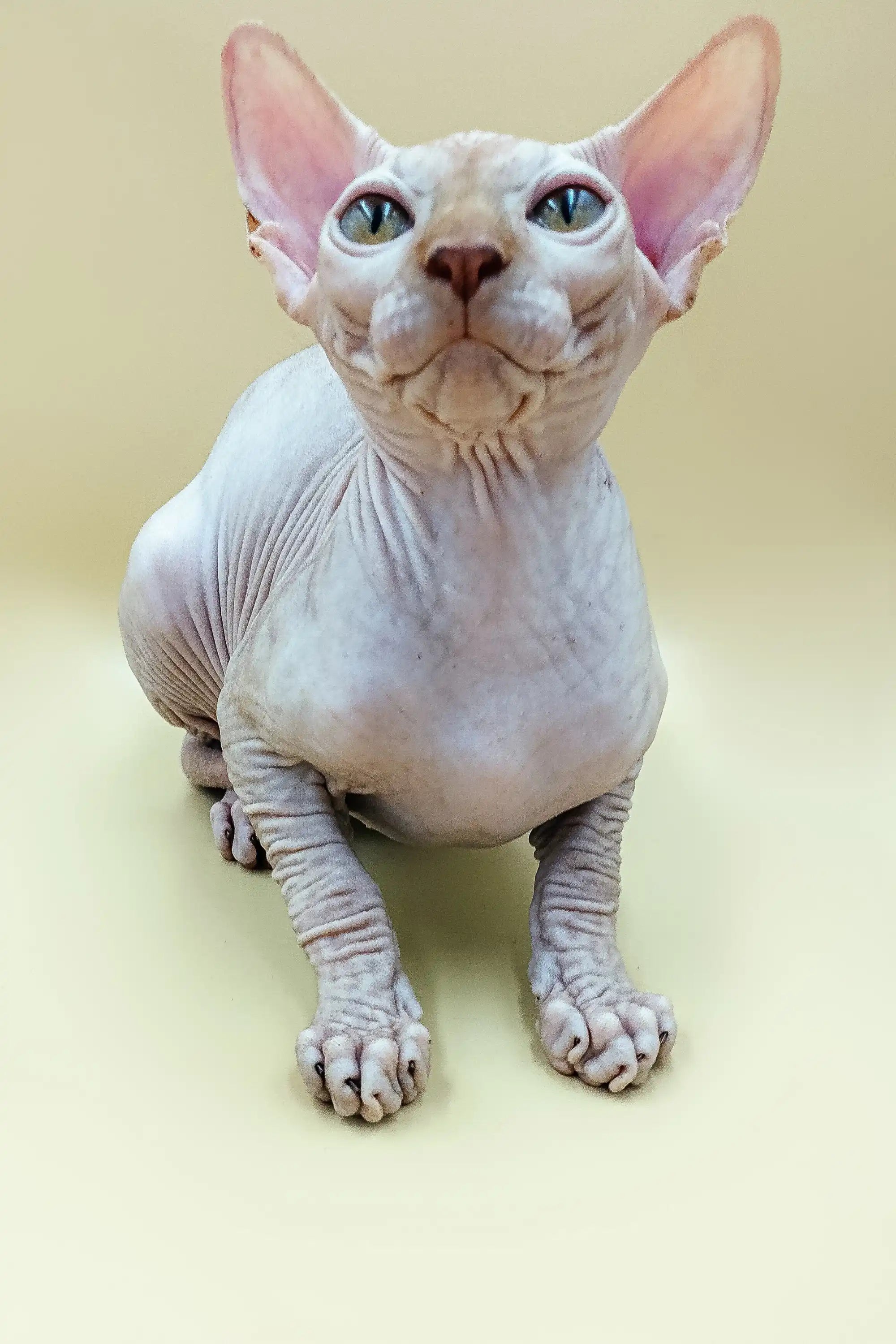 Sphynx Kittens for Sale Fedya | kitten
