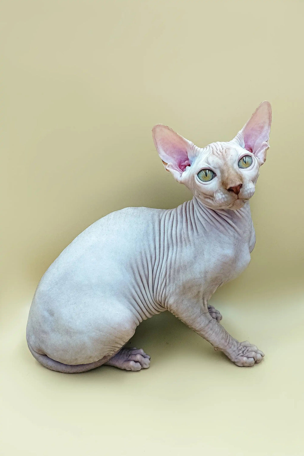 Hairless Sphynx Cats & Kittens for Sale Fedya | kitten