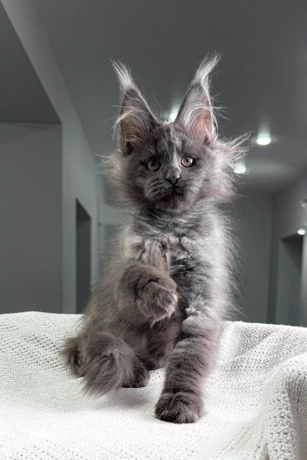 Felicia | maine coon kitten