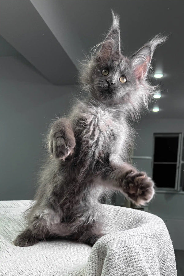 Felicia | maine coon kitten