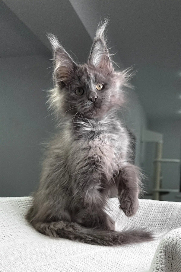 Felicia | maine coon kitten